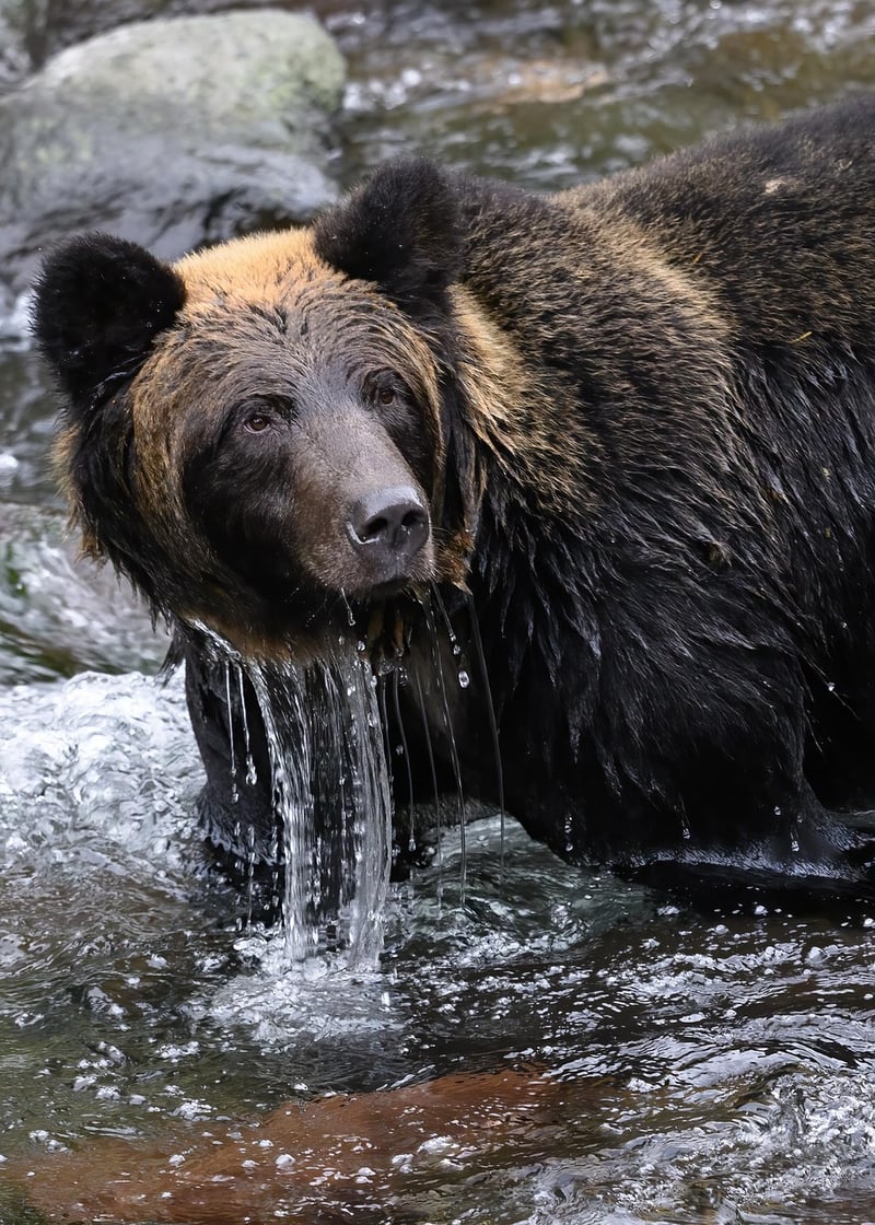 Wildlife in Nature